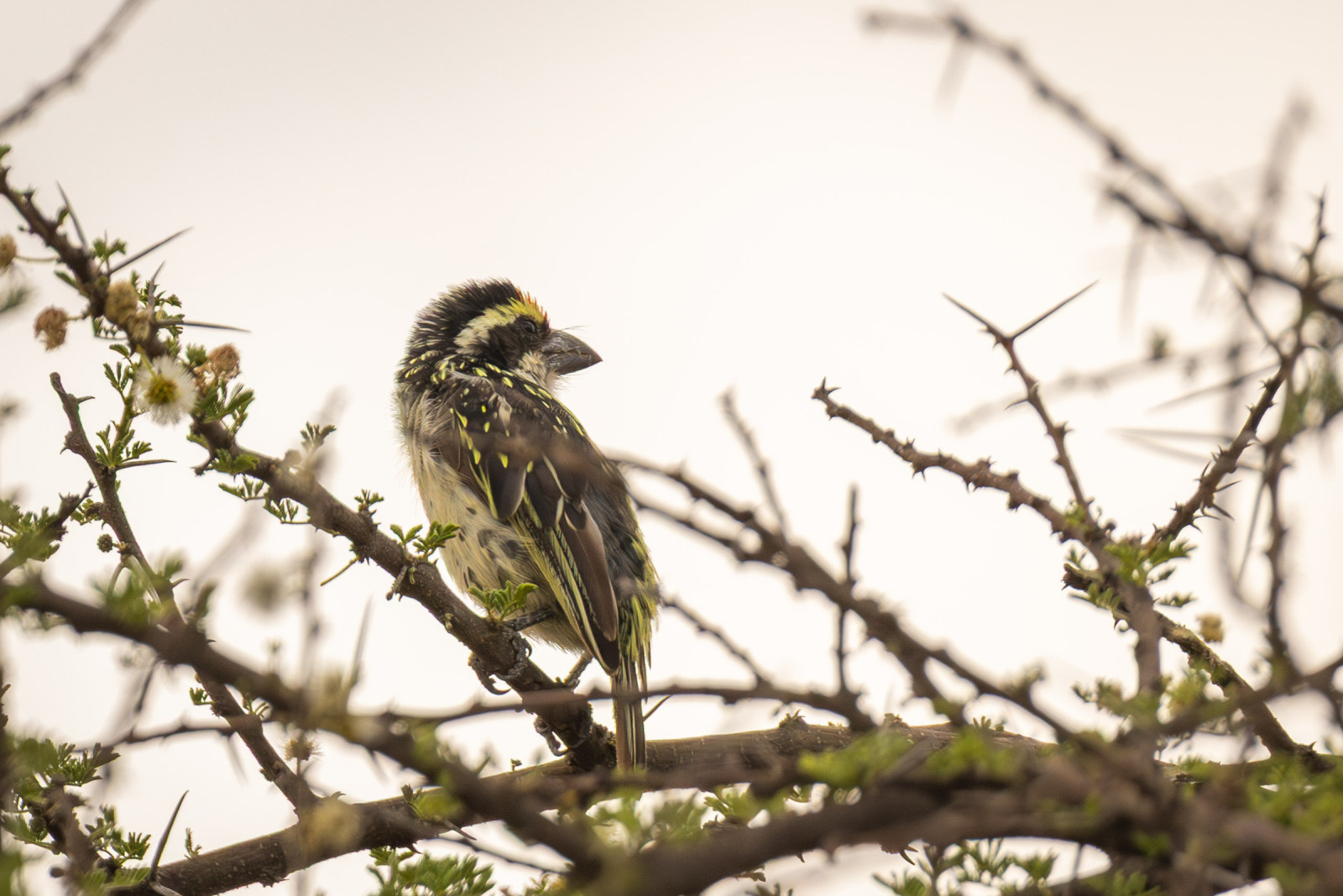 image Red-fronted Barbet